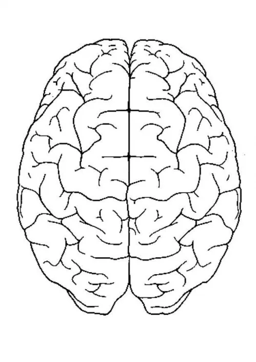 Basale tekening van het menselijk brein