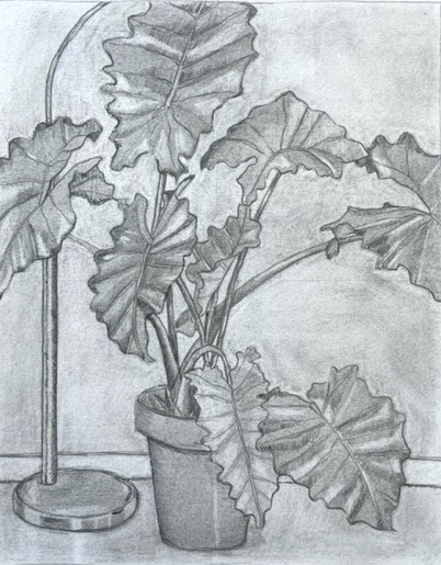 Tekening van een kamerplant, gemaakt door Marjan van duren die heeft leren tekenen